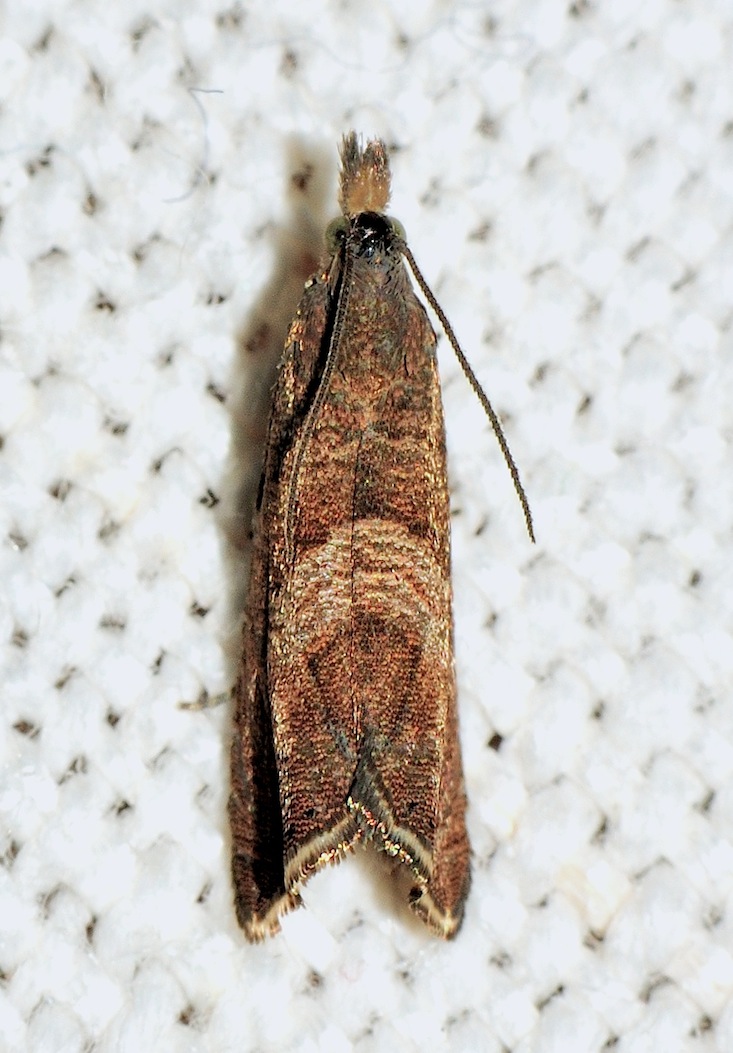 Tortricidae: Dichrorampha acuminatana